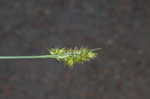 Oklahoma sedge